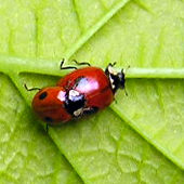 Ladybirds mating on golden hop plant