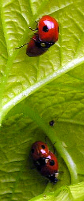 Even more ladybirds mating - they're everywhere!