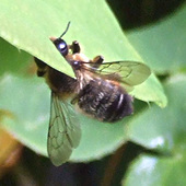 Leaf-cutter bee at work