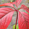 Parthenocissus quinquefolia - autumn leaf