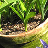 Clay plant pot, with bulbs