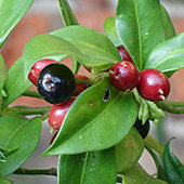 Sarcococca berries