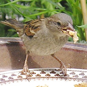 Sparrow feeding