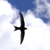 Swift flying over the garden, July 2005