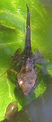 Tadpole turning into a froglet, with legs, but still with tadpole's tail