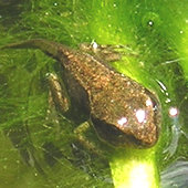 Developing from tadpole to froglet