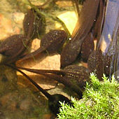 Tadpoles in the pond, spring 2004