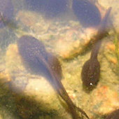 Tadpoles in sunlit water, spring 2004 in the pond
