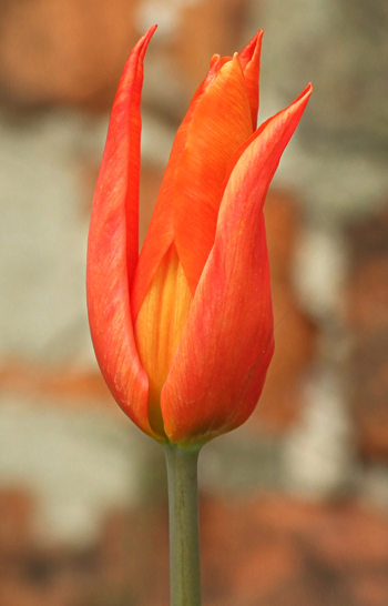 tulip-ballerina-1-070412-350546.jpg