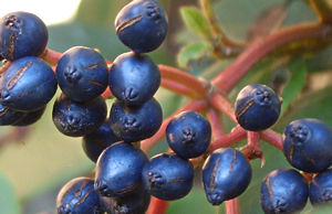 Viburnum berries, December 2005