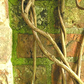 Twining honeysuckle stems against brick wall