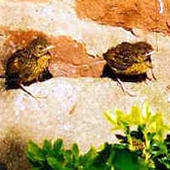 Young robins, spring 2000