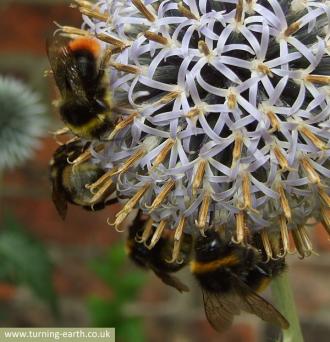 four-bees-on-globe-thistle-250713.jpg