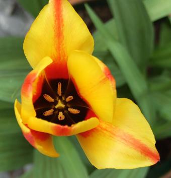 Orange tulip, streaked with red, close-up