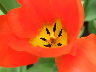 Orange tulip, close-up