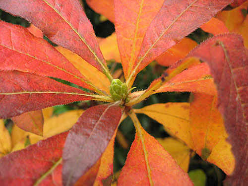 Red and orange leaves, autumn colour