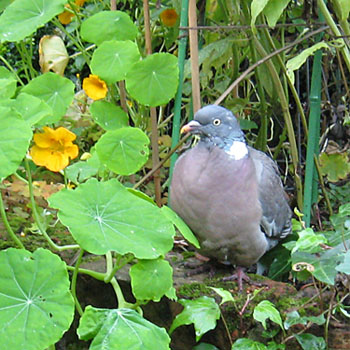 Wood pigeon amongst garden plants