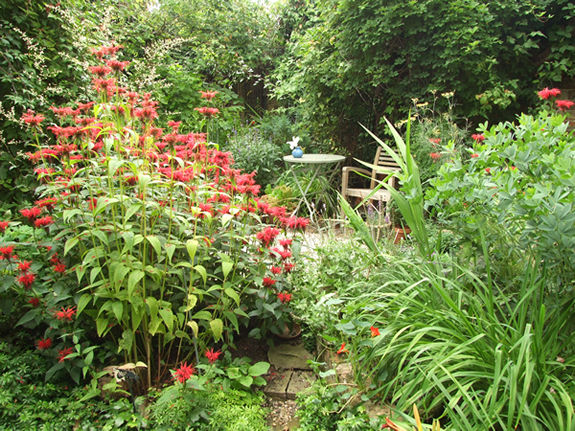 Garden view - 25 June 2010