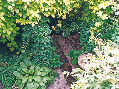 Kitchen corner, from an upstairs window, July 2001. Showing how far the golden hop has spread . . .!