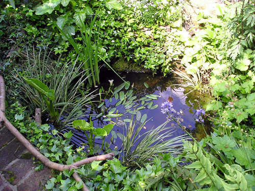 Small garden pond, May 2004