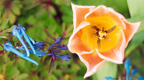 Blue Corydalis flexuosa with apricot tulip