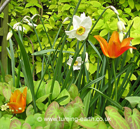 Narcissus 'Pheasant's Eye', orange lily-flowered tulip 'Marjolein', and epimedium