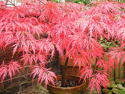 Acer palmatum var. dissectum 'Garnet': autumn colour, September 2004