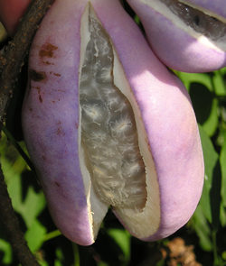 Fruit on Akebia quinata, September 2006