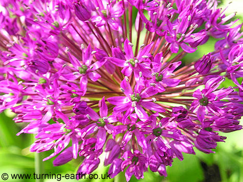 Allium hollandicum 'Purple Sensation', May 2004