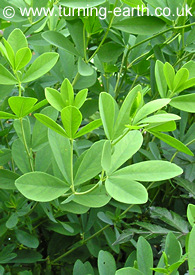 Leaves of Baptisia australis, July 2005
