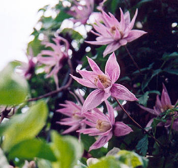 Clematis macropetala 'Markham's Pink', May 2002