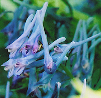 Corydalis flexuosa in flower, spring 2003
