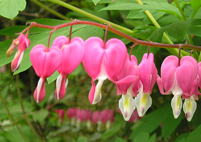 Dicentra spectabilis, May 2004
