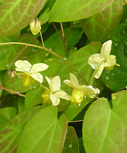 Flower detail, April