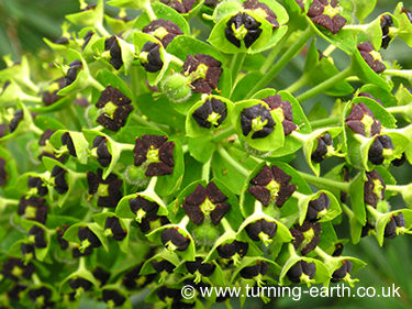 Euphorbia characias 'Black Pearl', April 2007
