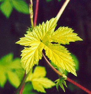 A new leaf: Humulus lupulus 'Aureus' (Golden Hop) in the garden, May 2001