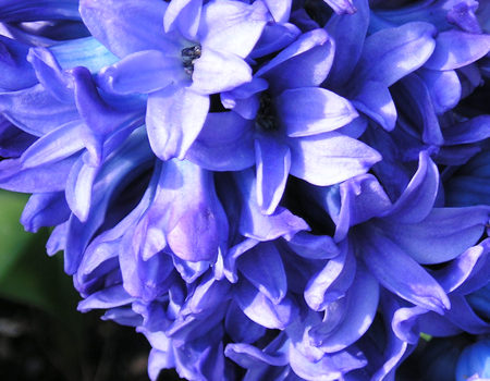 Hyacinth 'Delft Blue', March 2004