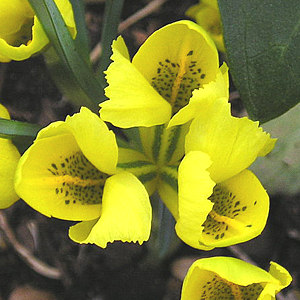 Iris danfordiae, February 2004