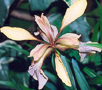 Iris foetidissima flower, summer 2002