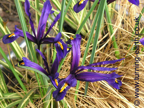 Iris reticulata, March 2004