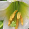 Iris unguicularis, February 2004