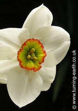 Narcissus poeticus 'Pheasant's Eye'