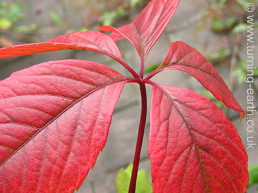Autumn leaf - Parthenocissus quinquefolia