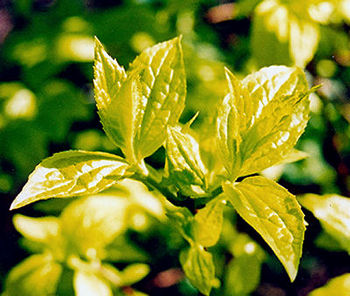 New leaves of Philadelphus coronarius 'Aureus' (Golden-leaved mock orange), spring 2001