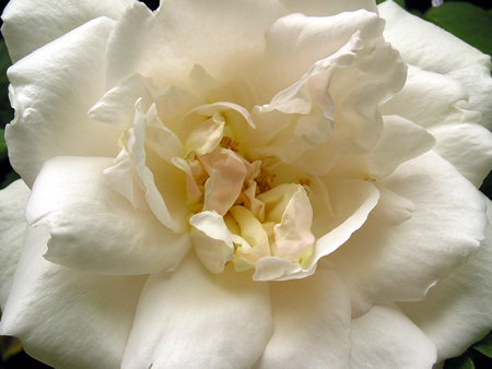 Rose 'Mme Alfred Carriere', May 2004
