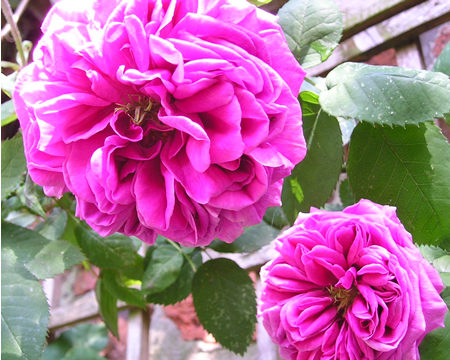 Rose 'Mme Isaac Pereire', June 2004