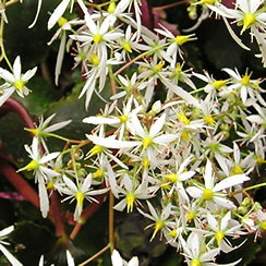 Saxifraga fortunei 'Wada's Form' - flowers, October 2006