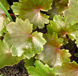 Saxifraga fortunei 'Wada's Form' - spring leaves, April 2007