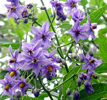 Solanum crispum 'Glasnevin', June 2004