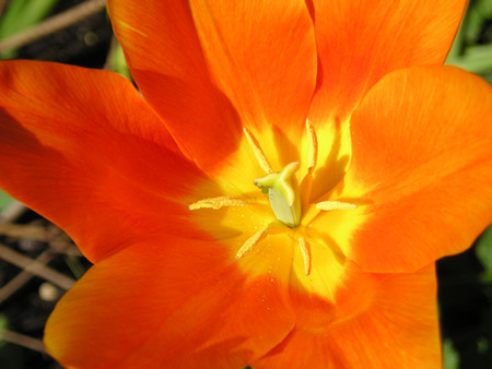 Tulip 'Ballerina', spring 2004